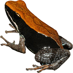 Brown Mantella